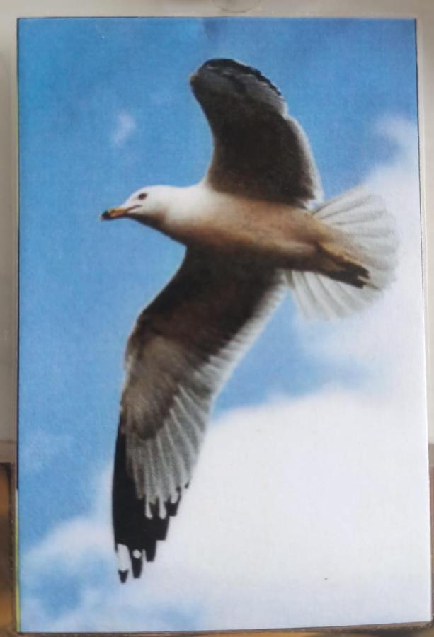 Gaviota Leilighet Playa del Carmen Eksteriør bilde